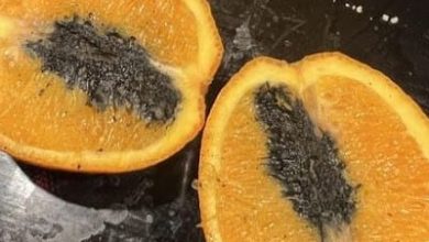 Is it safe to eat oranges with something black in them new york times recipes