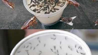 The Battle Against Insects new york times recipes