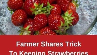 Keep strawberries fresh for the longest time new york times recipes