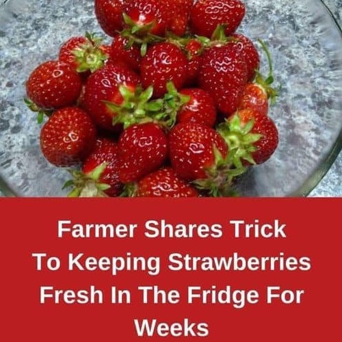 extraordinary-mom-how-to-keep-strawberries-fresh-longer