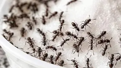 DIY Hand crafted Insect Killer new york times recipes