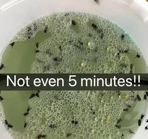 Get Rid of Flies and Other Insects: Homemade Fly Trap